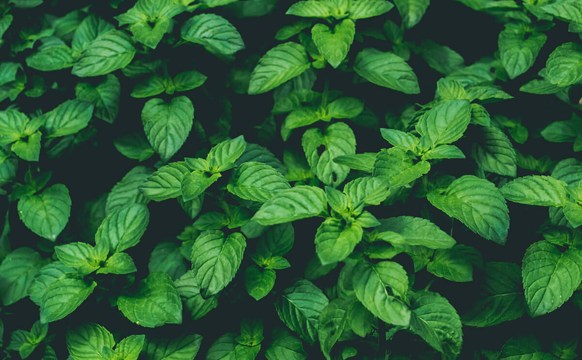 خرید محصولات ارگانیک